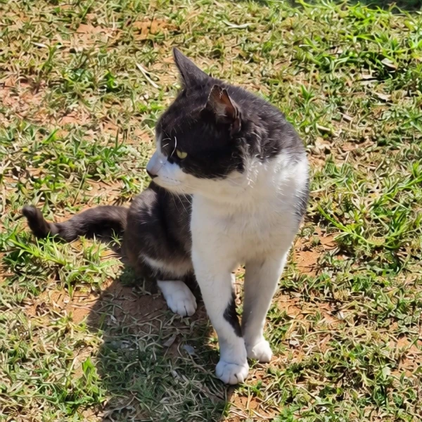 Gato en el espacio pet friendly de TECNICAT